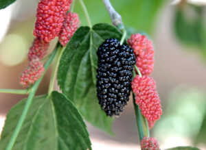 Mulberry Tree from the region